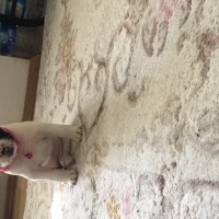 Fransız Bulldog, Köpek  Daisy fotoğrafı