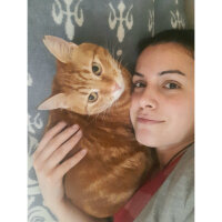 Sarman, Kedi  Tarçın fotoğrafı