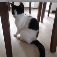 Tekir Kedi, Kedi  Kontes fotoğrafı
