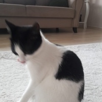 Tekir Kedi, Kedi  Kontes fotoğrafı