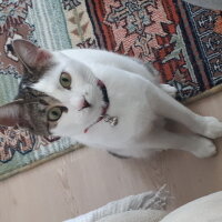 Tekir Kedi, Kedi  MİRA fotoğrafı