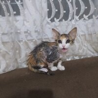 Tekir Kedi, Kedi  Bediş fotoğrafı