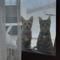 Tekir Kedi, Kedi  Mila fotoğrafı