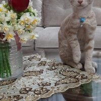 Tekir Kedi, Kedi  Louis fotoğrafı