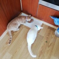 British Shorthair, Kedi  Osman Nuri fotoğrafı