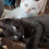 British Shorthair, Kedi  Osman Nuri fotoğrafı