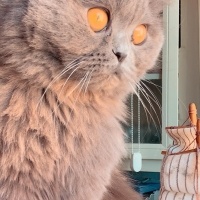 Scottish Fold, Kedi  Mars fotoğrafı