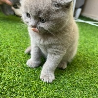 British Shorthair, Kedi  Minnoş fotoğrafı