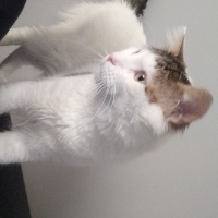 Tekir Kedi, Kedi  MURPHY fotoğrafı