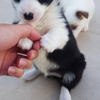 Sealyham Terrier, Köpek  yok fotoğrafı