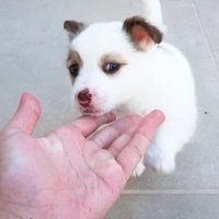 Sealyham Terrier, Köpek  yok fotoğrafı