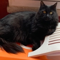 Bombay, Kedi  LUNA fotoğrafı