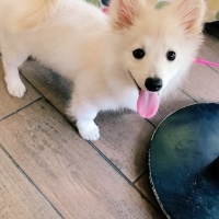 Pomeranyalı, Köpek  CHUCKY fotoğrafı