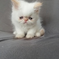 İran Kedisi (Persian), Kedi  maya osman yavruları fotoğrafı