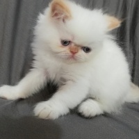 İran Kedisi (Persian), Kedi  maya osman yavruları fotoğrafı