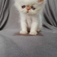 İran Kedisi (Persian), Kedi  maya osman yavruları fotoğrafı