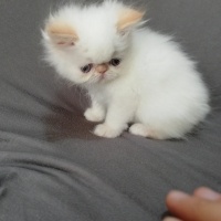 İran Kedisi (Persian), Kedi  maya osman yavruları fotoğrafı