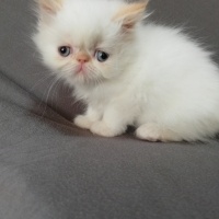 İran Kedisi (Persian), Kedi  maya osman yavruları fotoğrafı