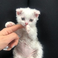 Scottish Fold, Kedi  Dobby ve kavun fotoğrafı
