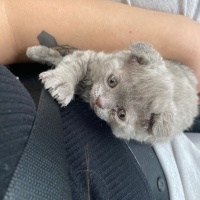 Scottish Fold, Kedi  Dobby ve kavun fotoğrafı