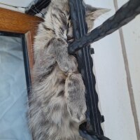 Sibirya Kedisi, Kedi  Kai fotoğrafı