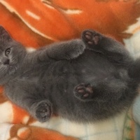 British Shorthair, Kedi  Gölge fotoğrafı