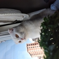Scottish Fold, Kedi  Sütlaç fotoğrafı