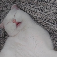 Scottish Fold, Kedi  Sütlaç fotoğrafı