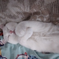 Scottish Fold, Kedi  Sütlaç fotoğrafı