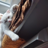 Scottish Fold, Kedi  Sütlaç fotoğrafı