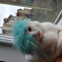 Scottish Fold, Kedi  Sütlaç fotoğrafı