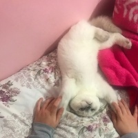 Scottish Fold, Kedi  Ponçik fotoğrafı