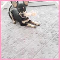 Minyatür Pinscher, Köpek  Chanell fotoğrafı