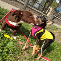 Minyatür Pinscher, Köpek  Chanell fotoğrafı