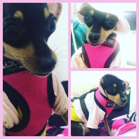 Minyatür Pinscher, Köpek  Chanell fotoğrafı