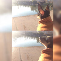 Minyatür Pinscher, Köpek  Chanell fotoğrafı