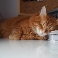 Sarman, Kedi  Tarçın fotoğrafı