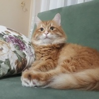 Sarman, Kedi  Tarçın fotoğrafı