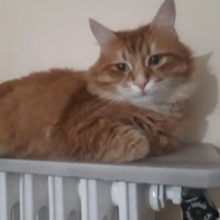 Sarman, Kedi  Tarçın fotoğrafı