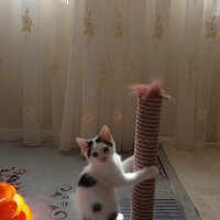 Tekir Kedi, Kedi  Loli fotoğrafı