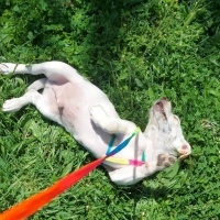 Jack Russell Terrier, Köpek  Oscar fotoğrafı