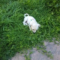 Jack Russell Terrier, Köpek  Oscar fotoğrafı