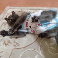 British Shorthair, Kedi  Miya fotoğrafı