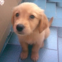 Golden Retriever, Köpek  Oscar fotoğrafı