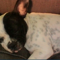 Fransız Bulldog, Köpek  buddy fotoğrafı