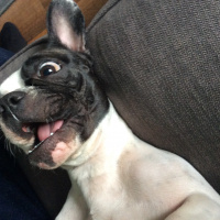Fransız Bulldog, Köpek  buddy fotoğrafı
