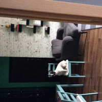 Fransız Bulldog, Köpek  buddy fotoğrafı