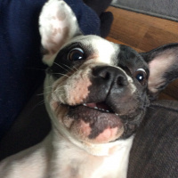 Fransız Bulldog, Köpek  buddy fotoğrafı