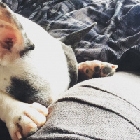 Fransız Bulldog, Köpek  buddy fotoğrafı