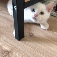 British Shorthair, Kedi  Bulut fotoğrafı